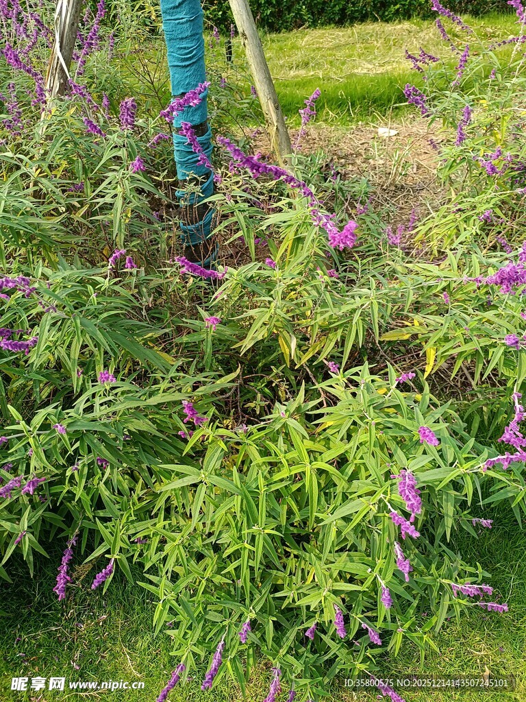 繁茂绿植间的紫色花卉