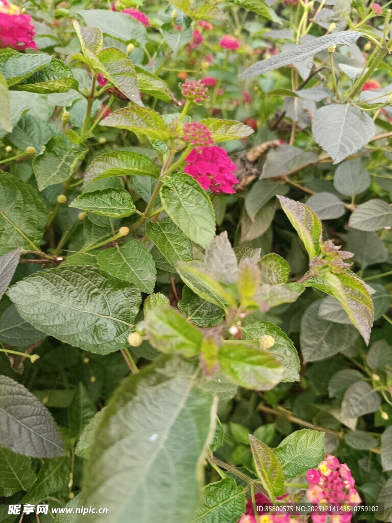 鲜艳花丛中的绿叶与粉花
