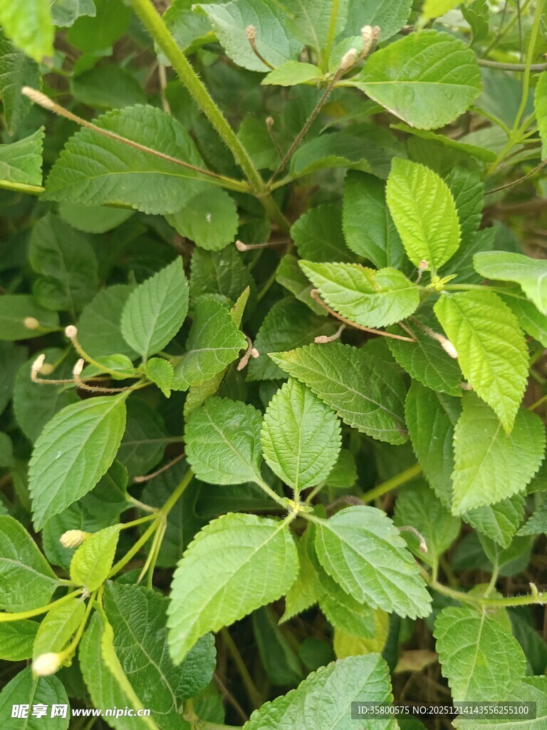 翠绿繁茂的植物叶片