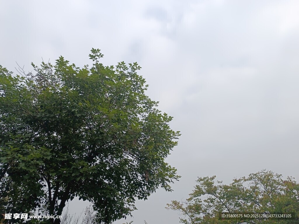 阴天中的绿树景观