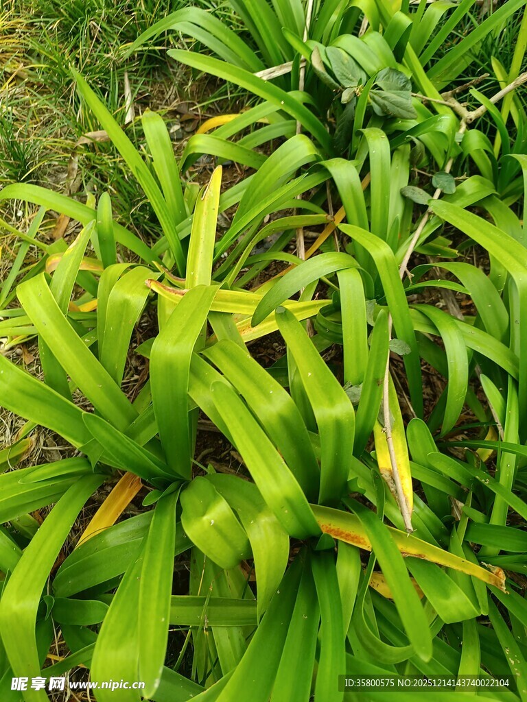 翠绿繁茂的绿植景观