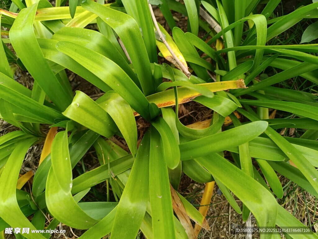 翠绿繁茂的热带观叶植物