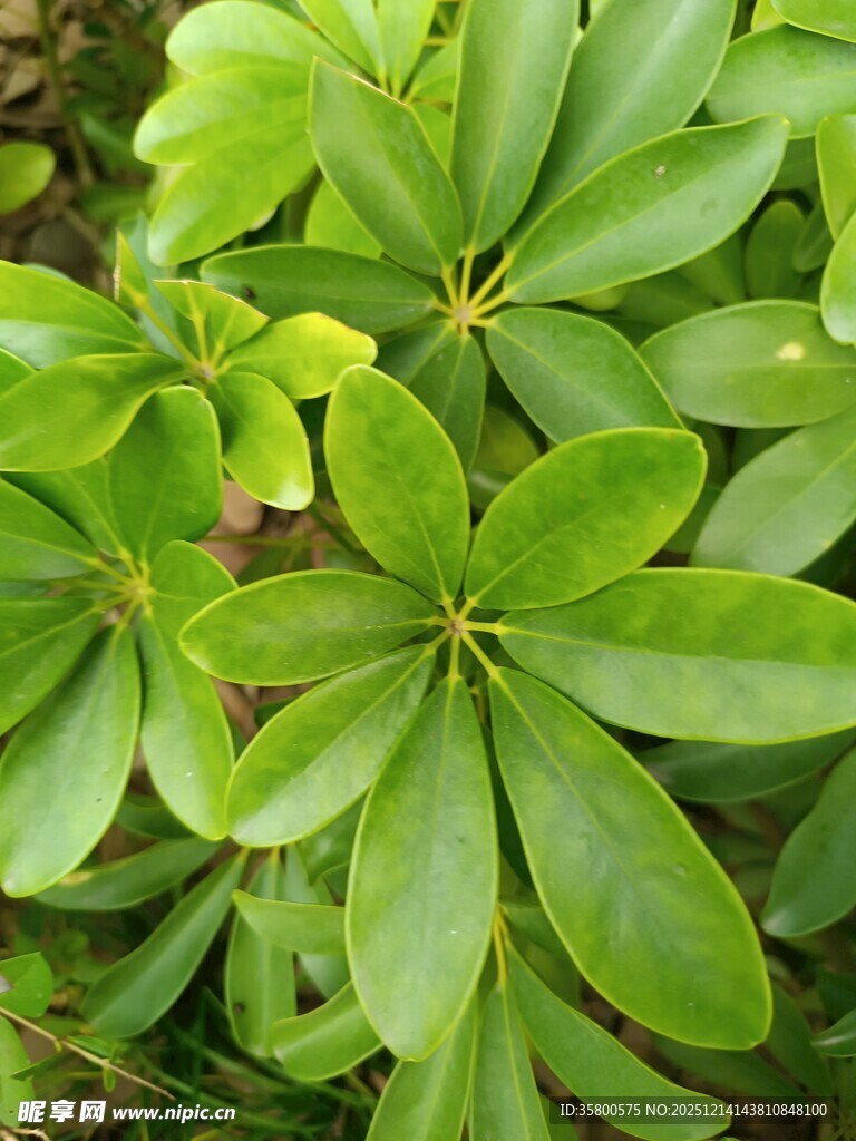 翠绿掌状叶片植物特写