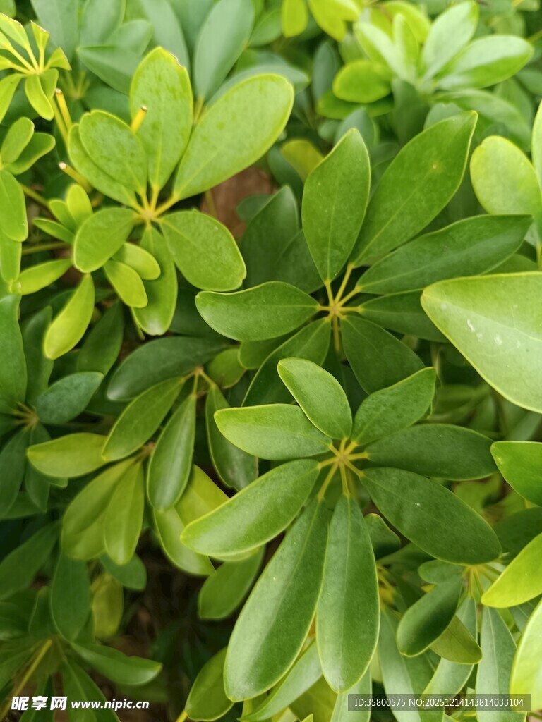 翠绿繁茂的鹅掌柴叶片