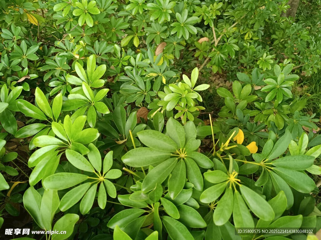 繁茂绿植景观