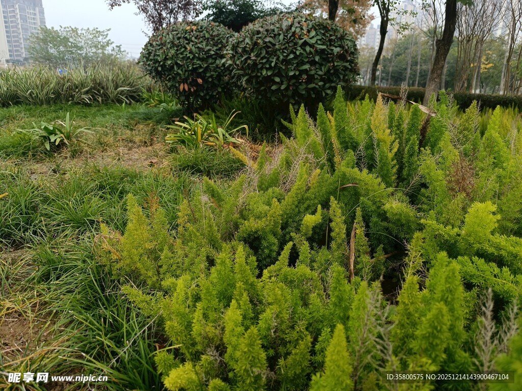 绿意盎然的植物景观