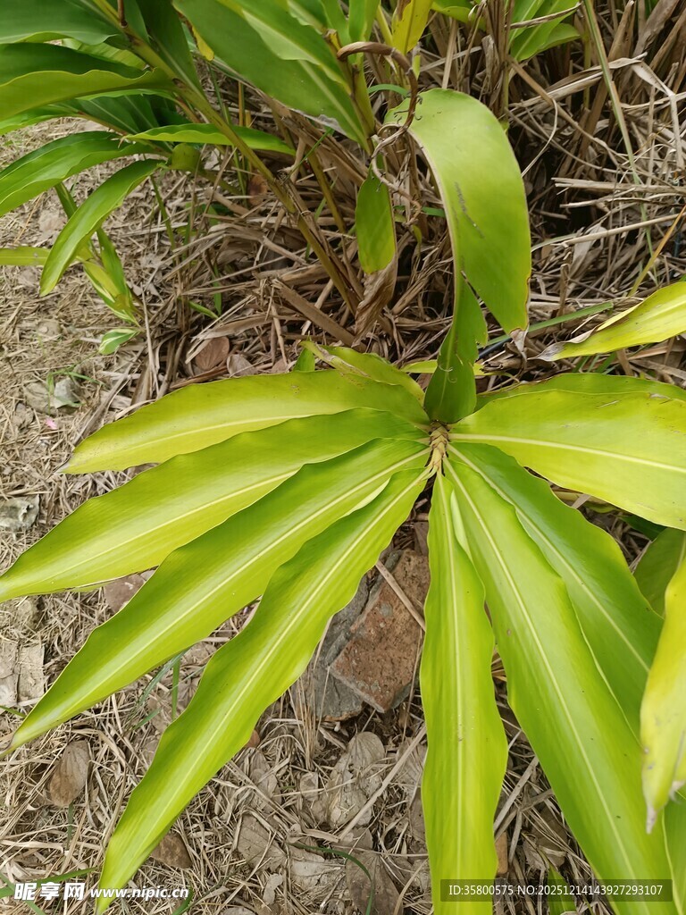 翠绿掌状叶片植物特写