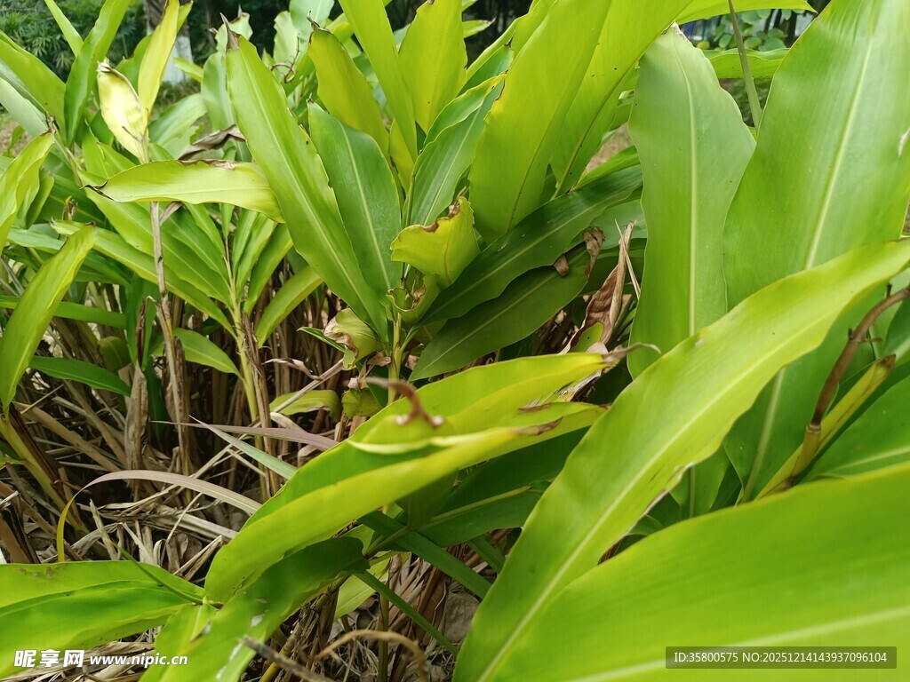 翠绿繁茂的热带植物景观