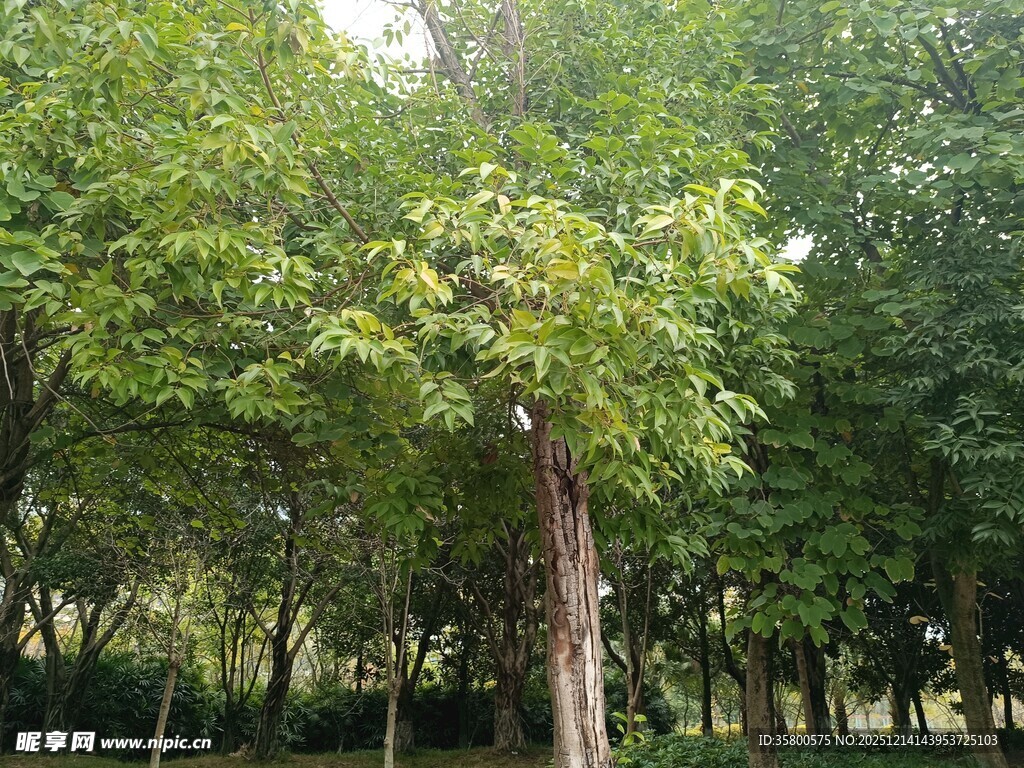 夏日葱郁树林景观