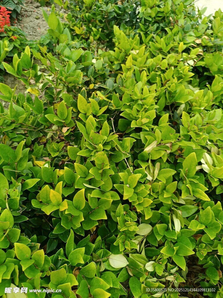 翠绿繁茂的绿植景观