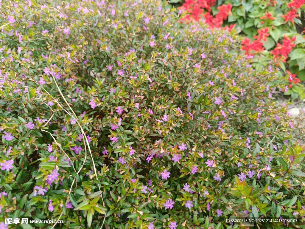 多彩花卉植物景观