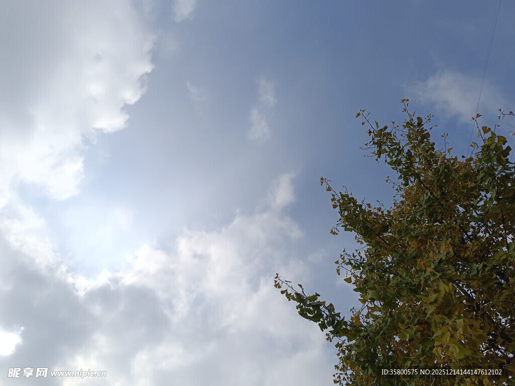 蓝天白云下的葱郁树梢