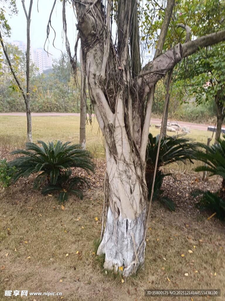 斑驳树干旁的绿植景观