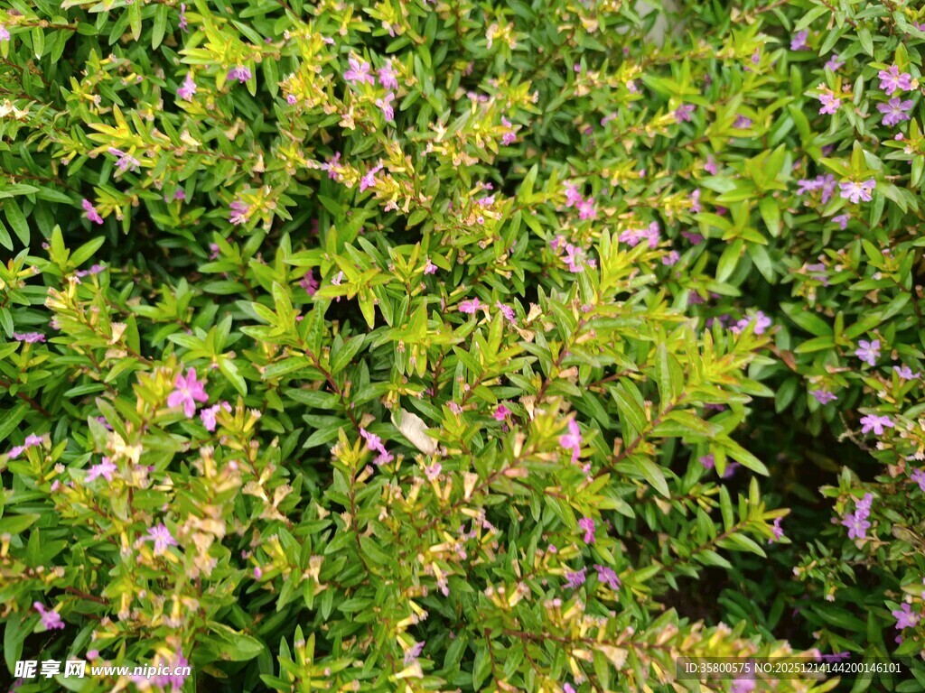 繁茂绿植中的紫色小花