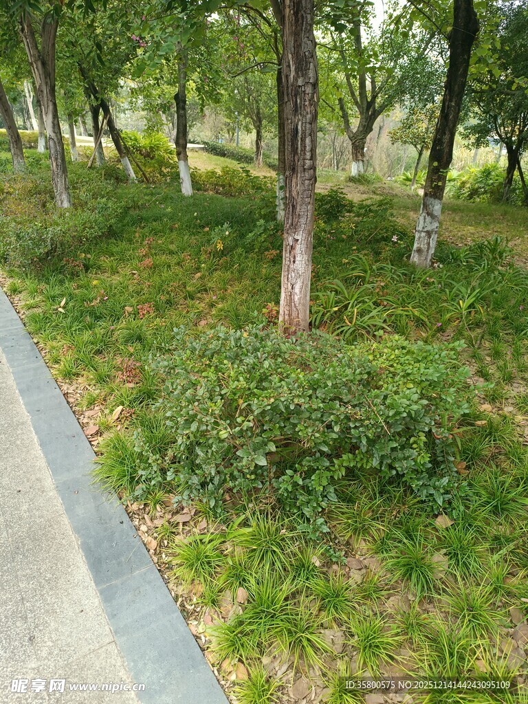 路边绿意盎然的树林景观