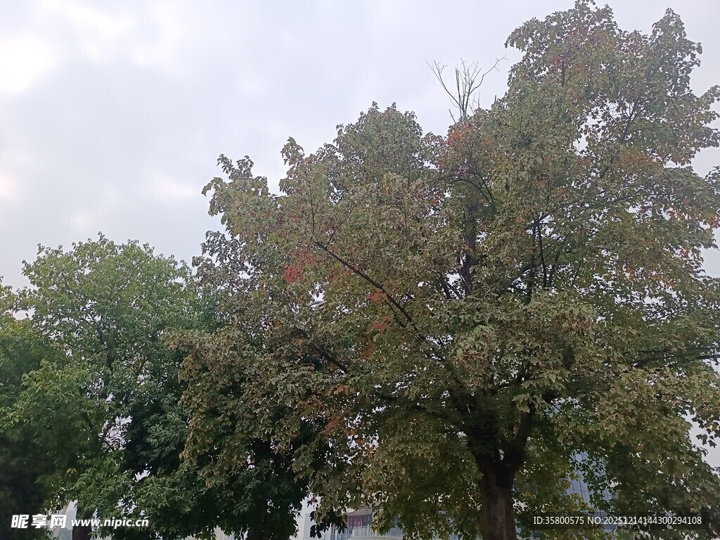 户外茂盛树木景观