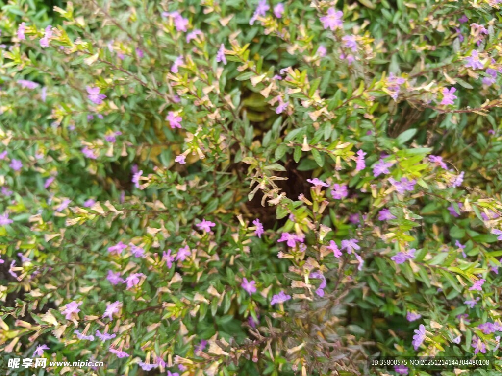 繁茂花丛中的紫色小花