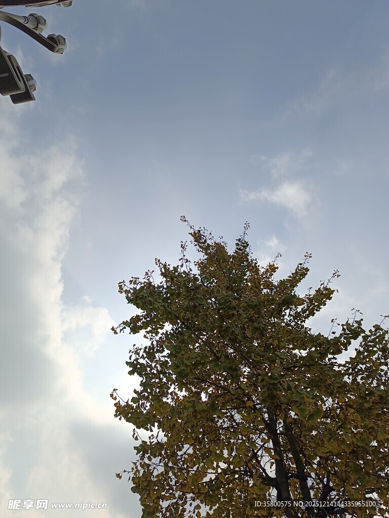 仰望蓝天与葱郁树木