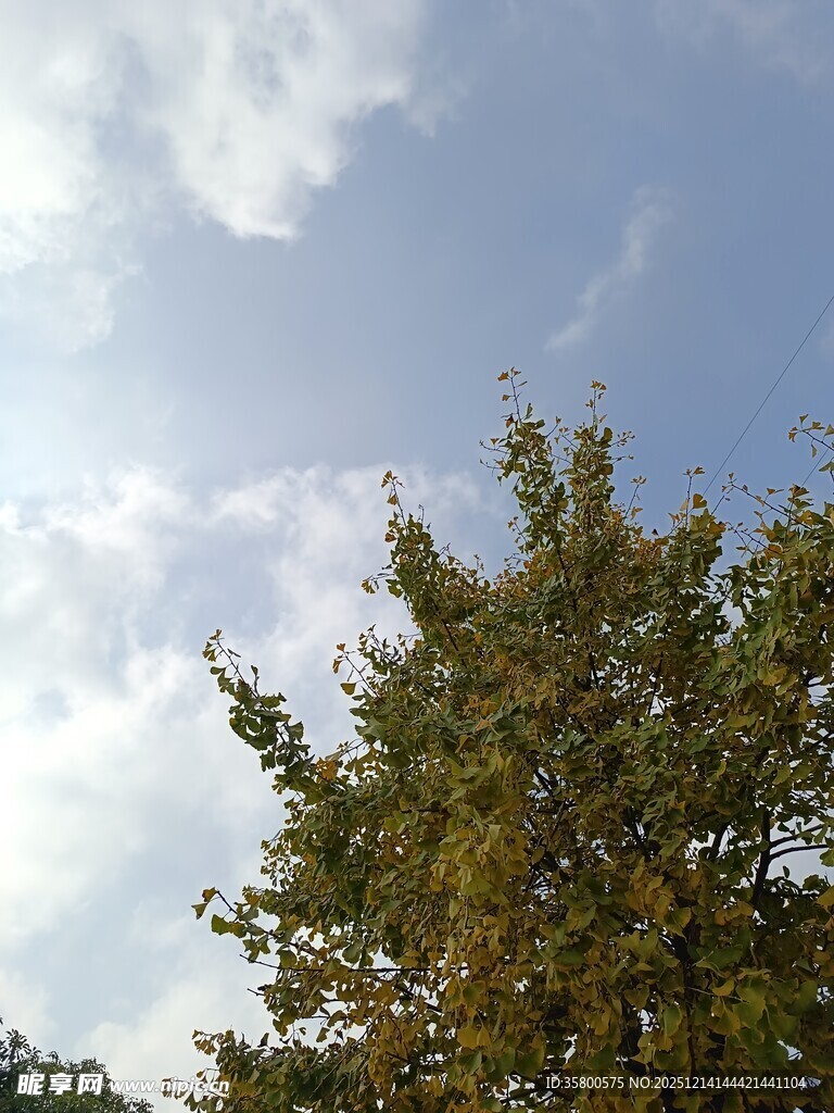 蓝天绿树风景图