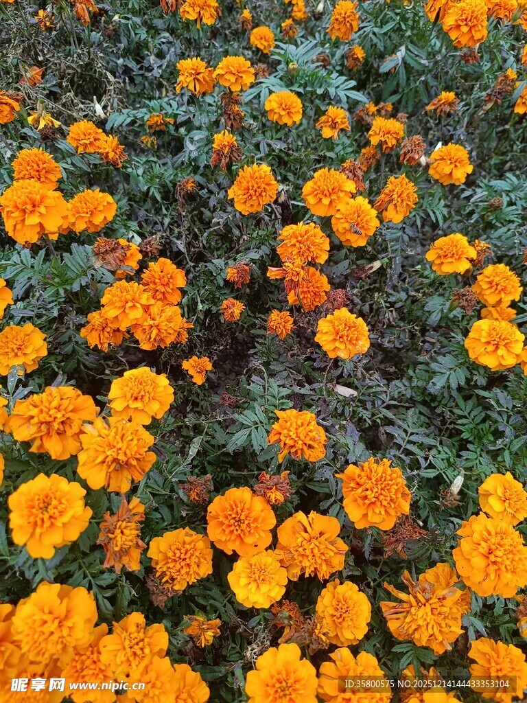 灿烂橘色万寿菊绽放美景