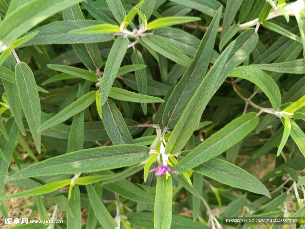 翠绿叶片间的紫色小花
