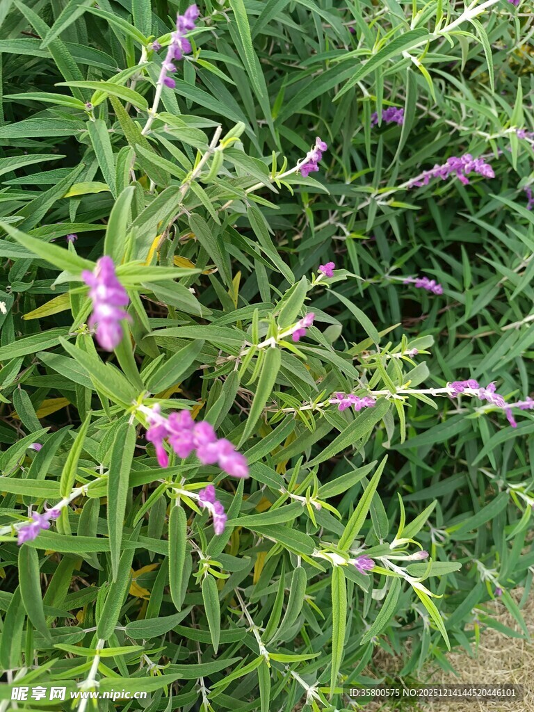 紫色穗状野花绿植景观