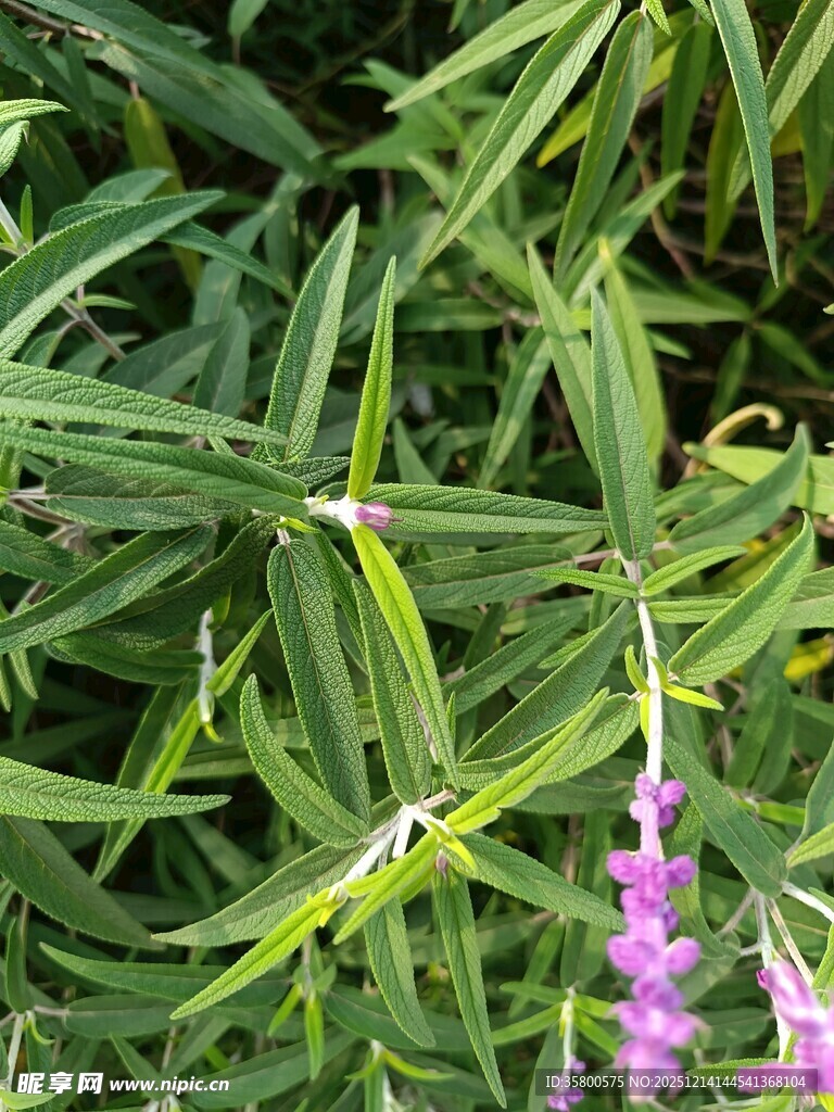 绿叶丛中绽放的紫色小花