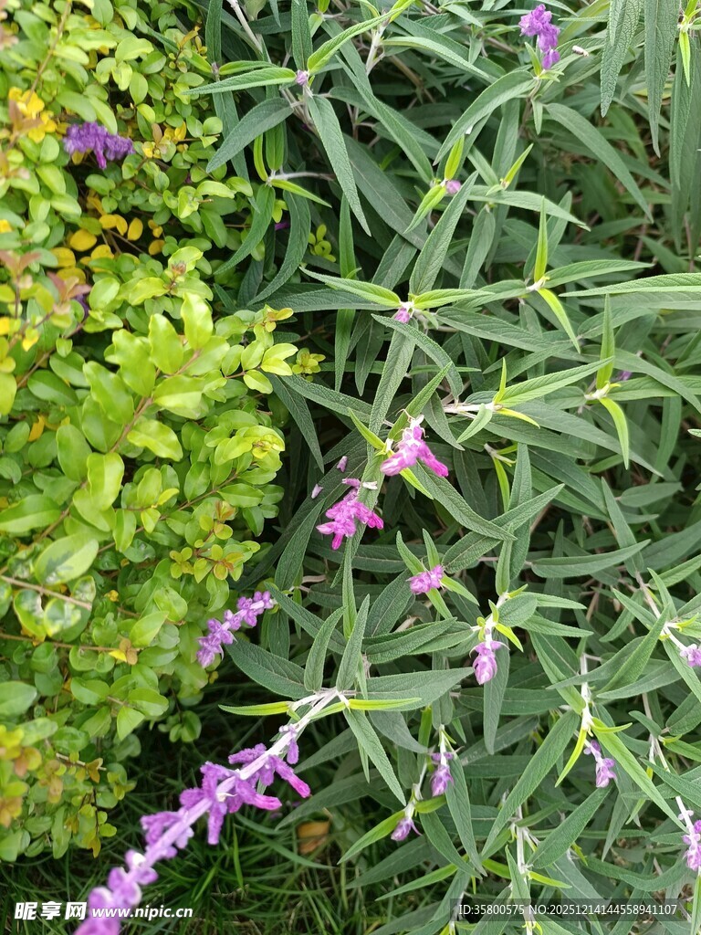紫色穗状花与绿叶植物
