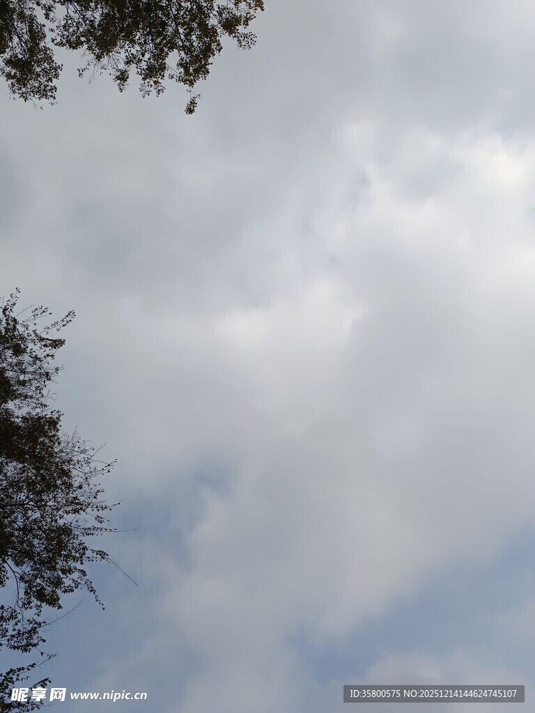 天空中的云朵与树梢