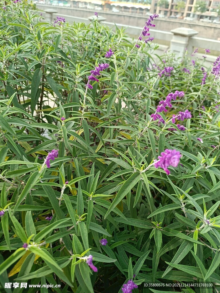 紫色花卉绿植景观