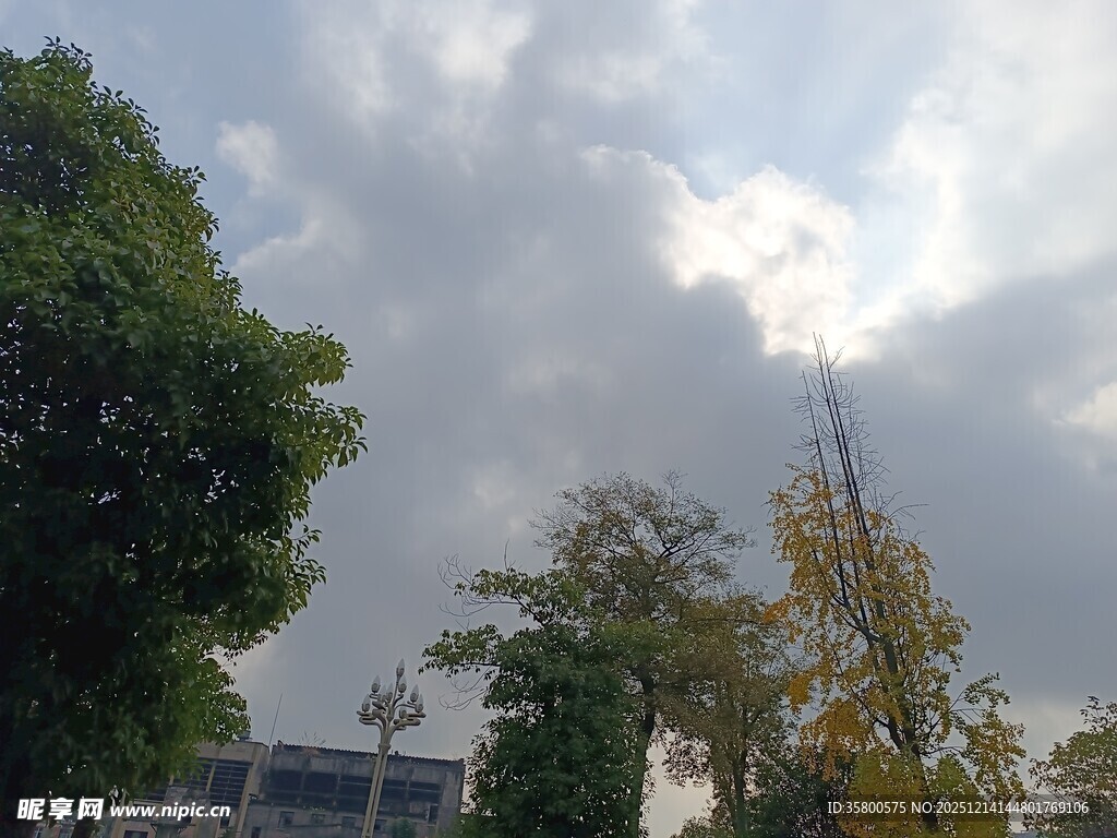 秋日校园天空与树木景致