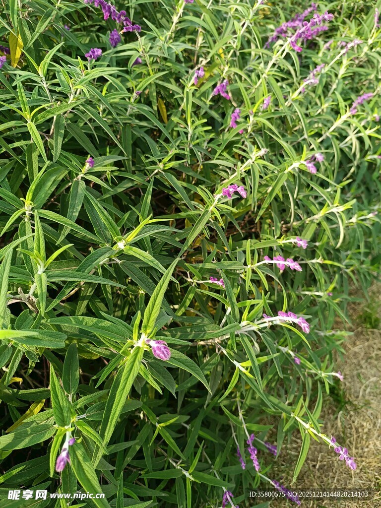 紫色野花与绿叶的自然景致