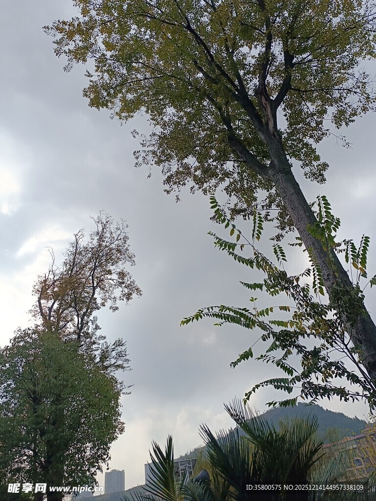 秋日挺拔树木景观