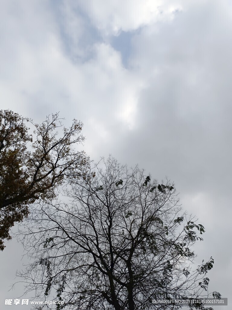 天空下的树木景象