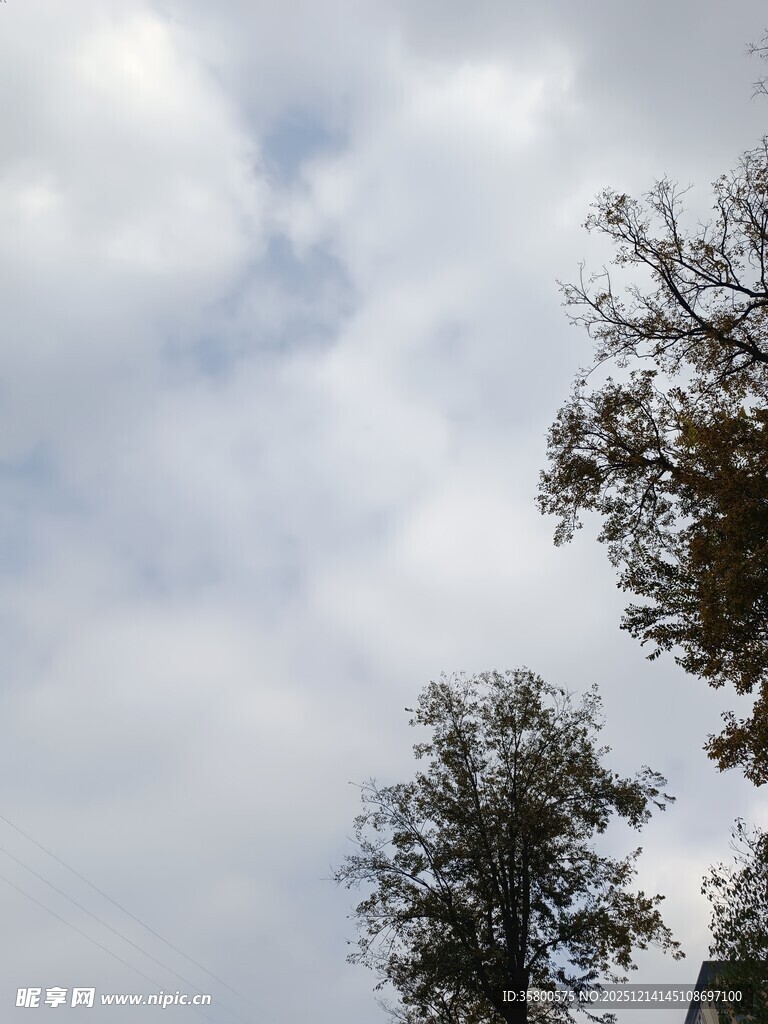 天空下的两棵树木