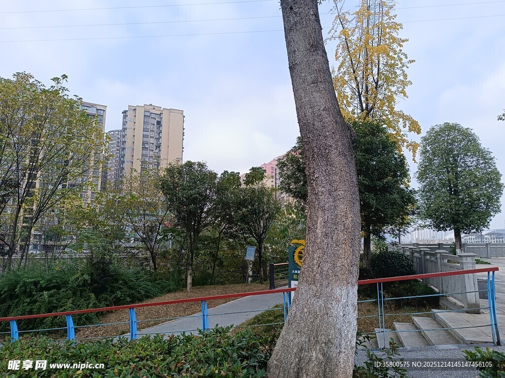 城市公园中的弯曲树木