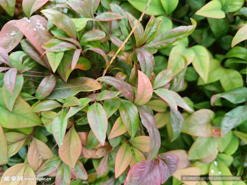 多彩斑斓的植物叶片