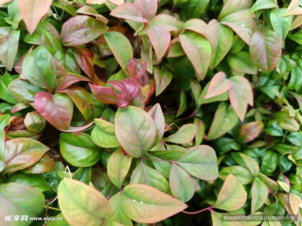 多彩叶片的植物特写