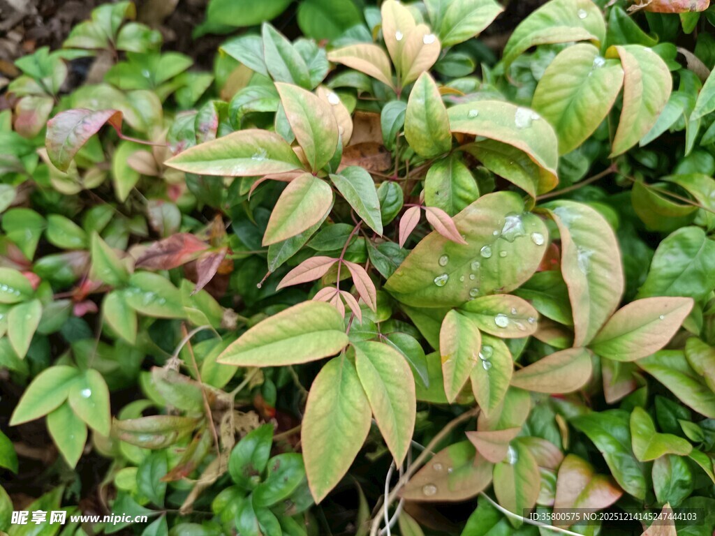 翠绿多彩的植物叶片