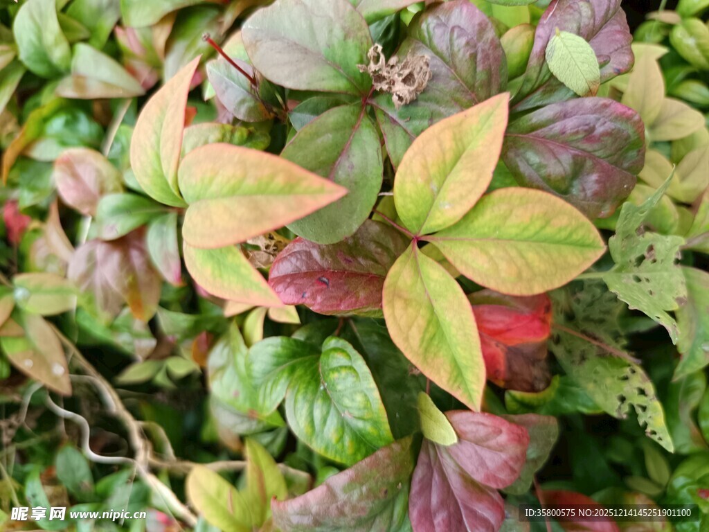 多彩斑斓的斑斓叶植物