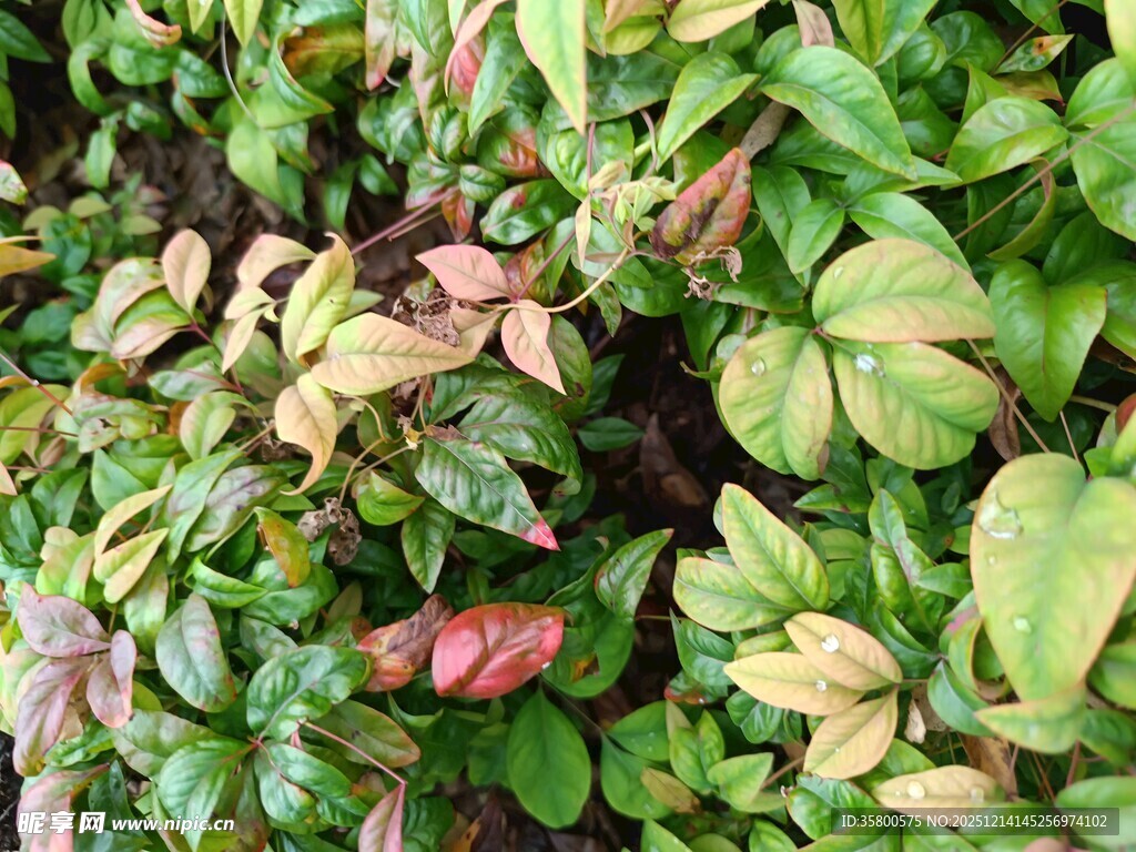 多彩叶片植物特写