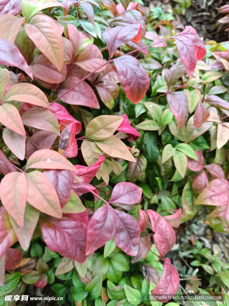 多彩斑斓的观叶植物