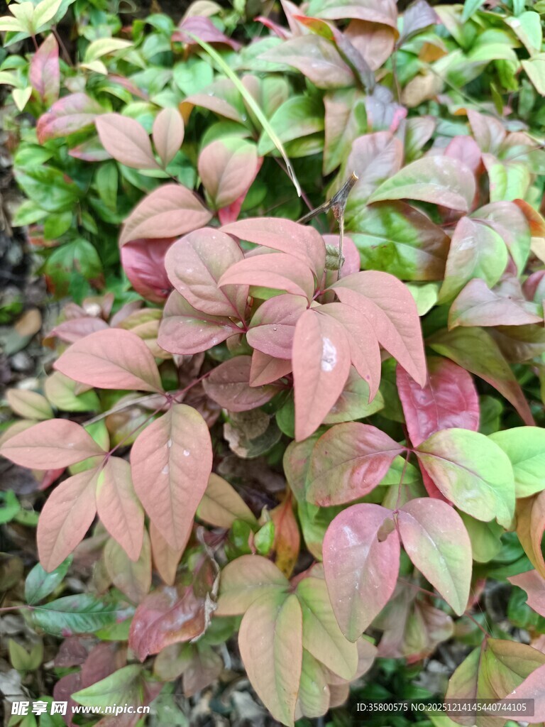 多彩斑斓的叶片植物