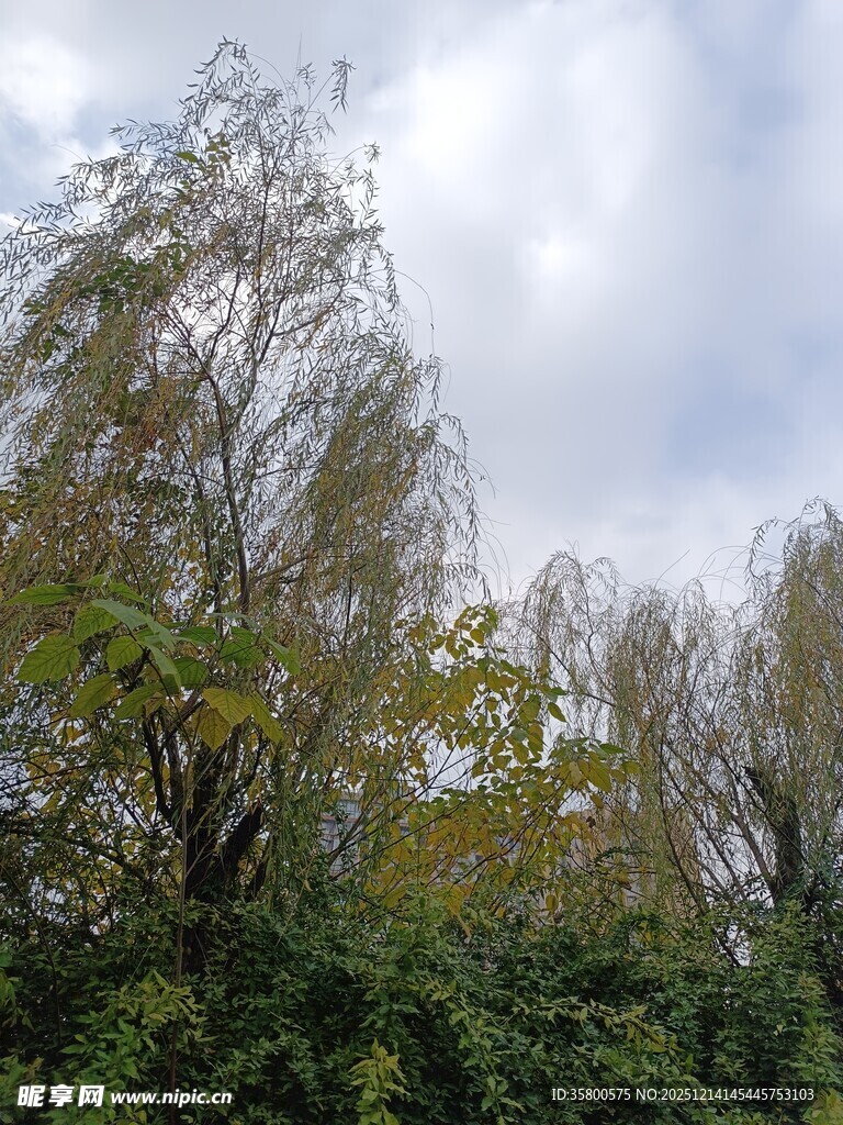 秋日风中摇曳的树木