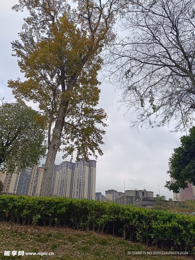 秋日户外树木与绿植景观