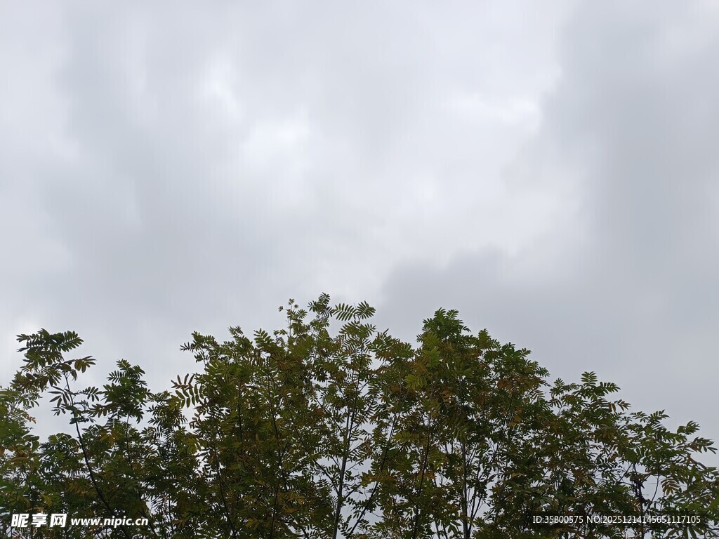 阴天树冠景色