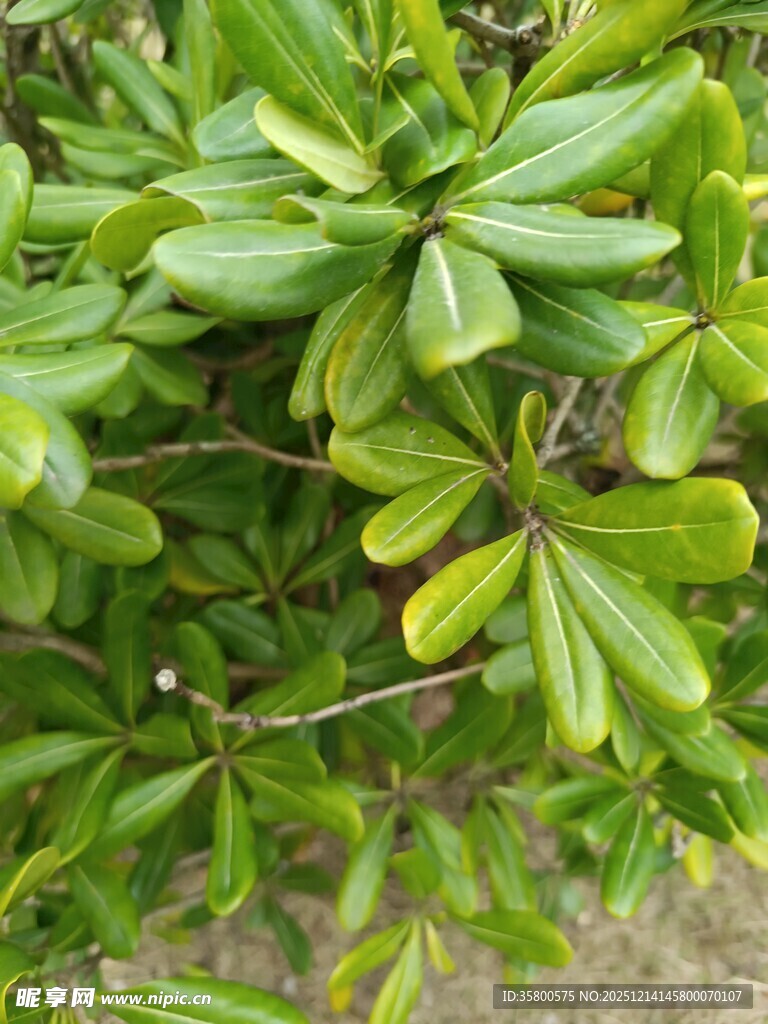 翠绿繁茂的植物叶片特写