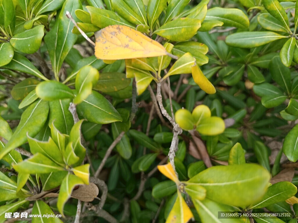 绿叶间的泛黄叶片