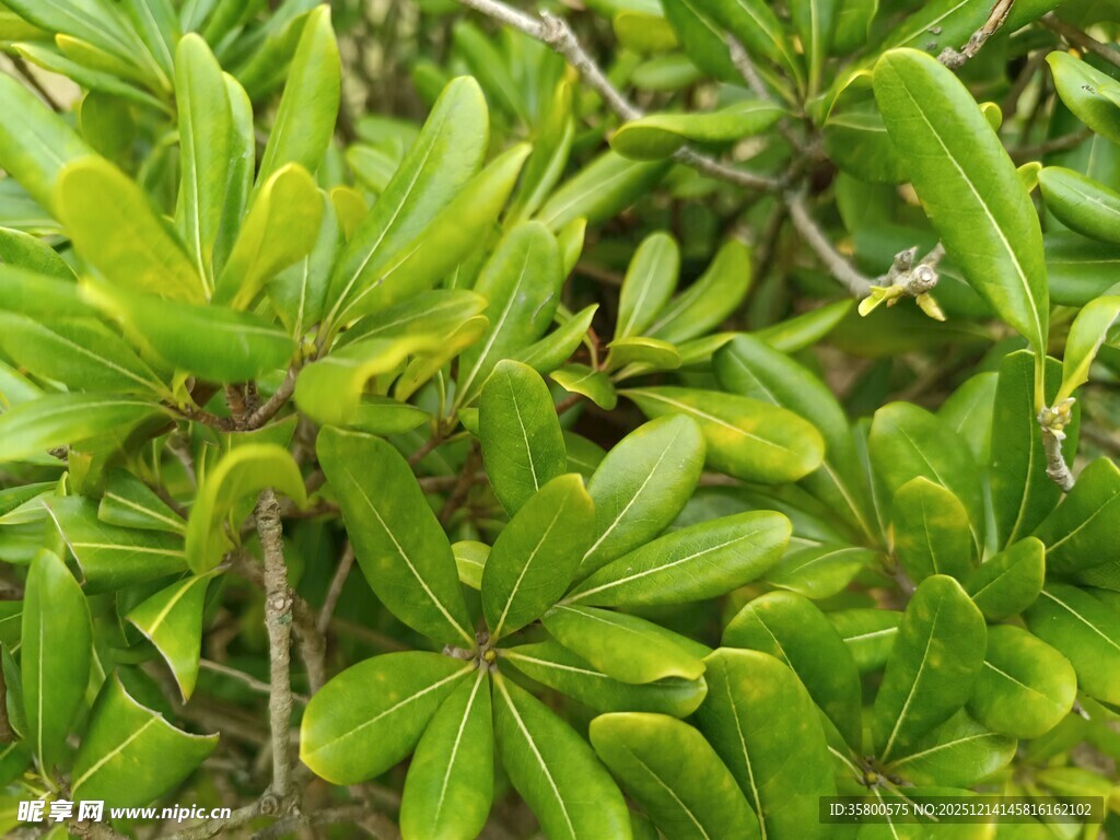 翠绿繁茂的植物叶片