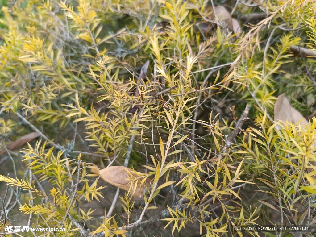 金黄枝叶的植物景观